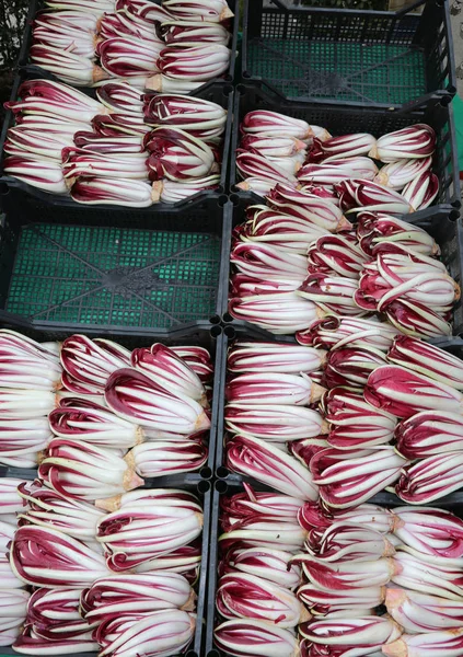 Red chicory called Radicchio Rosso di Treviso in Italy for sale — Stock Photo, Image