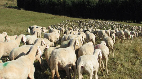 与长长的白绒山的草地上放牧绵羊 — 图库照片