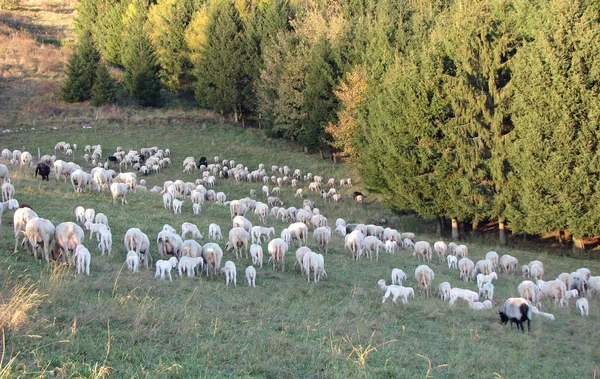 Stada z owiec z białe runo pasące się na łąkach górskich — Zdjęcie stockowe