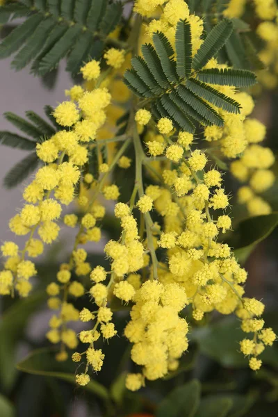 Mimosa virágok a növény márciusban — Stock Fotó