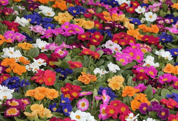 Achtergrond van vele kleurrijke trossen in het vroege voorjaar — Stockfoto