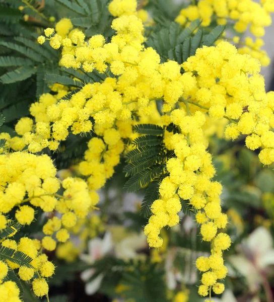 Background of beauty yellow mimosa flowers on the plant — Stock Photo, Image