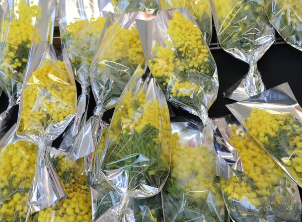 Csokor friss sárga mimosas készen kell odaadni a nők — Stock Fotó