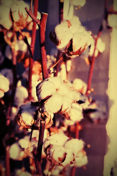 Cotton in the intensive cultivation of cotton plant before harve — Stock Photo, Image