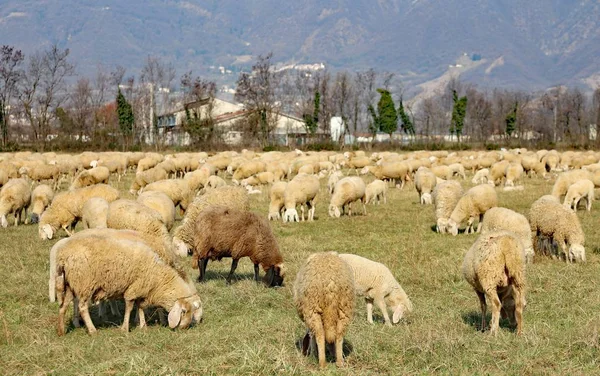 Grazing sheep in the large lawn — Stock Photo, Image