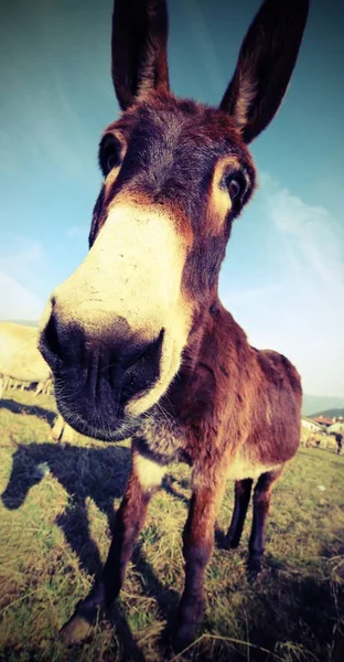 funny brown donkey with long ears while grazing