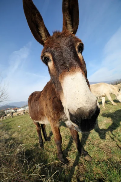 Burro marrón divertido con orejas largas mientras pastorea con ovejas de — Foto de Stock