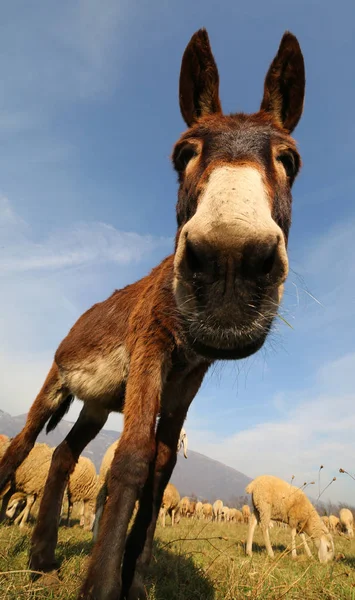 Divertente asino marrone con orecchie lunghe fotografato con un fisheye le — Foto Stock