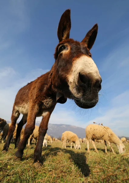 Divertido lindo burro con orejas largas mientras pastorea — Foto de Stock