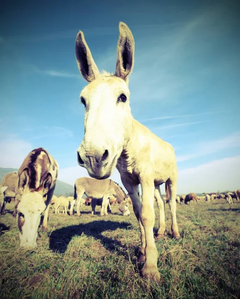 Lindo burro con orejas largas mirando la lente de la cámara — Foto de Stock