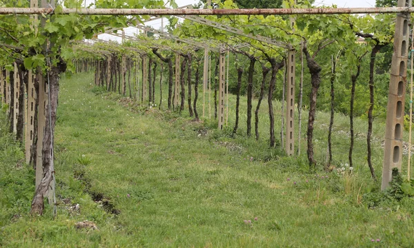 Szőlőskert szőlőfürtök a növekedés a finom bor előállítása — Stock Fotó