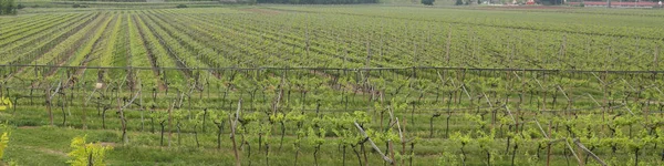 Largest vineyard Bunches of grapes in Growth In the fine wine pr — Stock Photo, Image