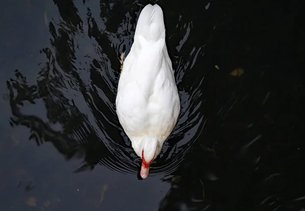 American Pekin Duck swims in the pond — Stock Photo, Image