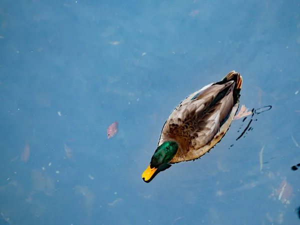 One mallard male called drake swims in the pond — Stock Photo, Image