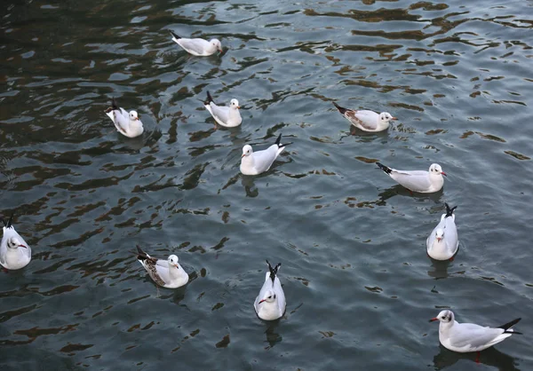 Gaivotas na água à espera do pão — Fotografia de Stock