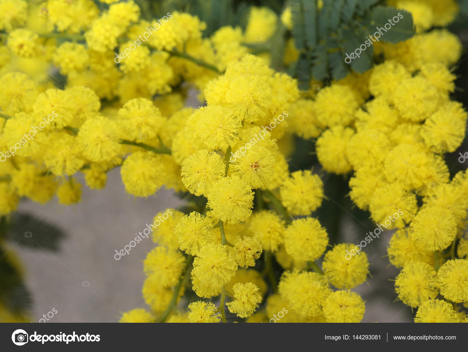 Fleurs Jaune Mimosa Pour International Women S Jour