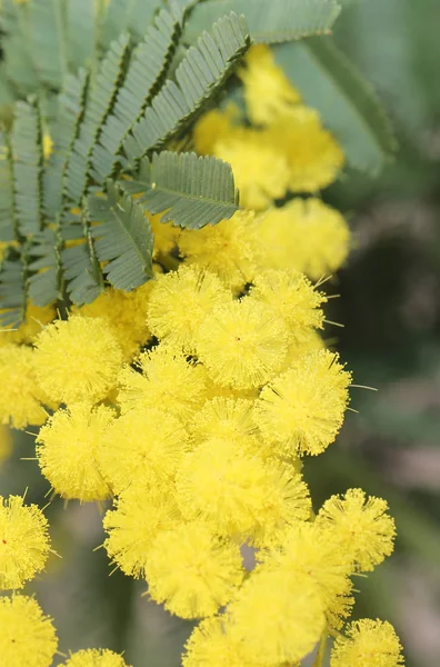 Yellow mimosa flowers for International Women s Day — Stock Photo, Image