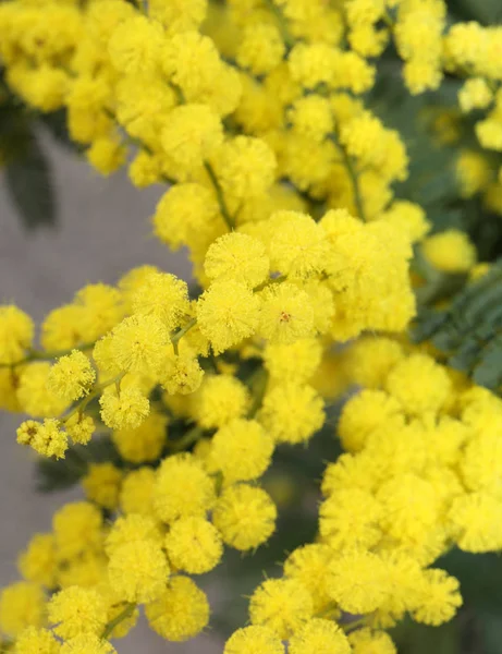 Yellow mimosa flowers for International Women s Day — Stock Photo, Image