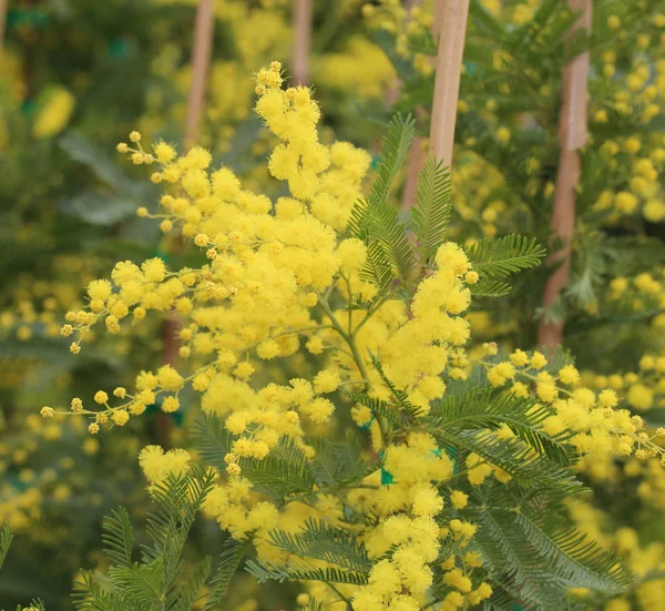 MIMÓZA sárga virágok s nők nemzetközi napja — Stock Fotó