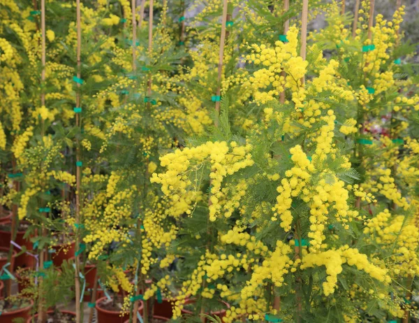 Fiori di mimosa gialli per la Giornata internazionale della donna — Foto Stock