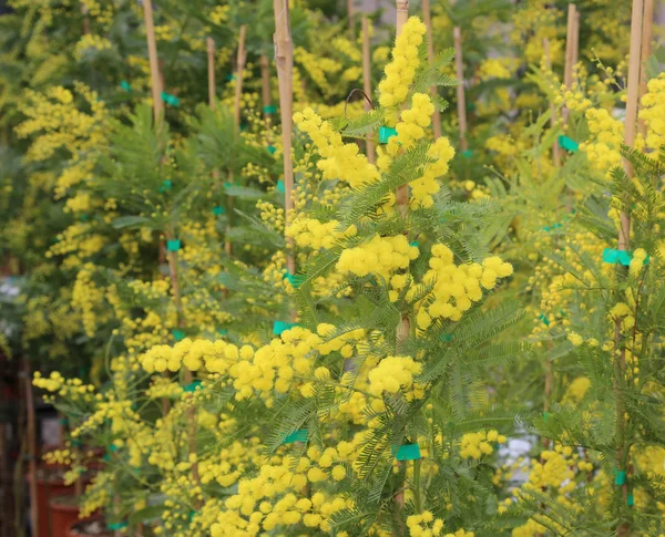 Flores de mimosa amarillas para el Día Internacional de la Mujer —  Fotos de Stock