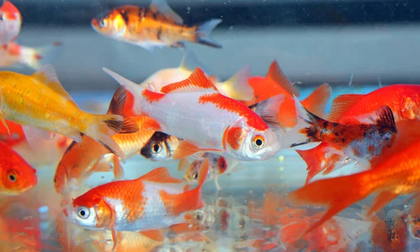 Pesci rossi nel negozio di animali dell'acquario — Foto Stock