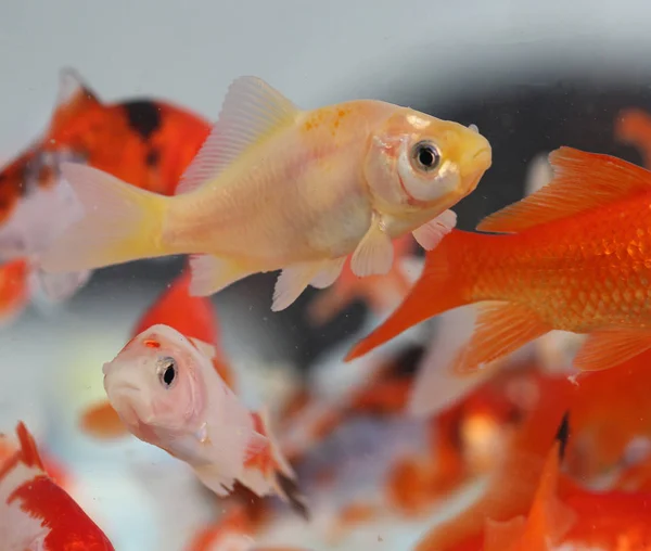 Kultakala akvaarion lemmikkikaupassa — kuvapankkivalokuva