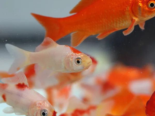 Pesci rossi nel negozio di animali dell'acquario — Foto Stock
