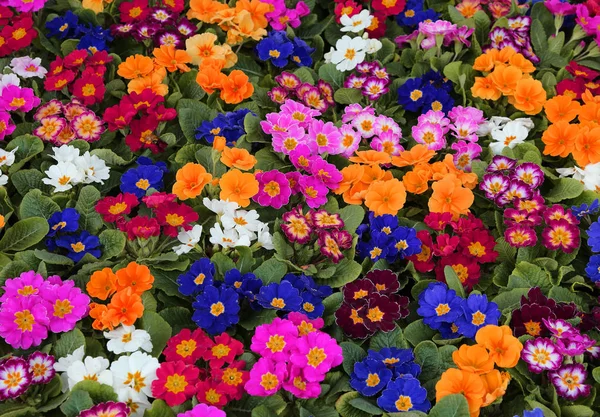 Hintergrund der bunten Primeln im zeitigen Frühling — Stockfoto