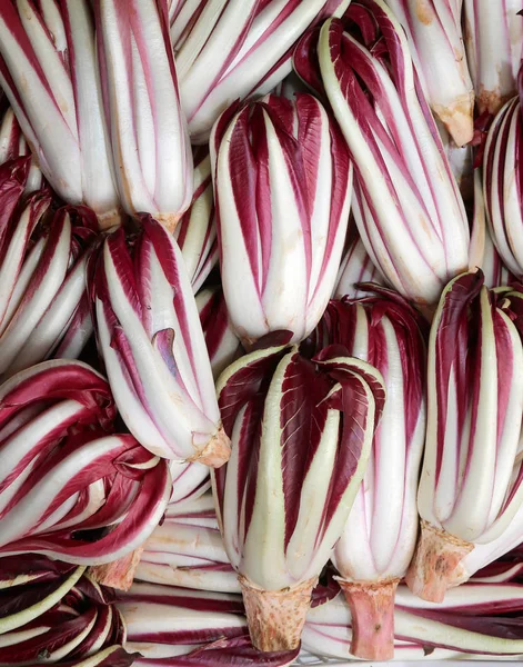 Red chicory called Radicchio Rosso di Treviso in Italy — Stock Photo, Image