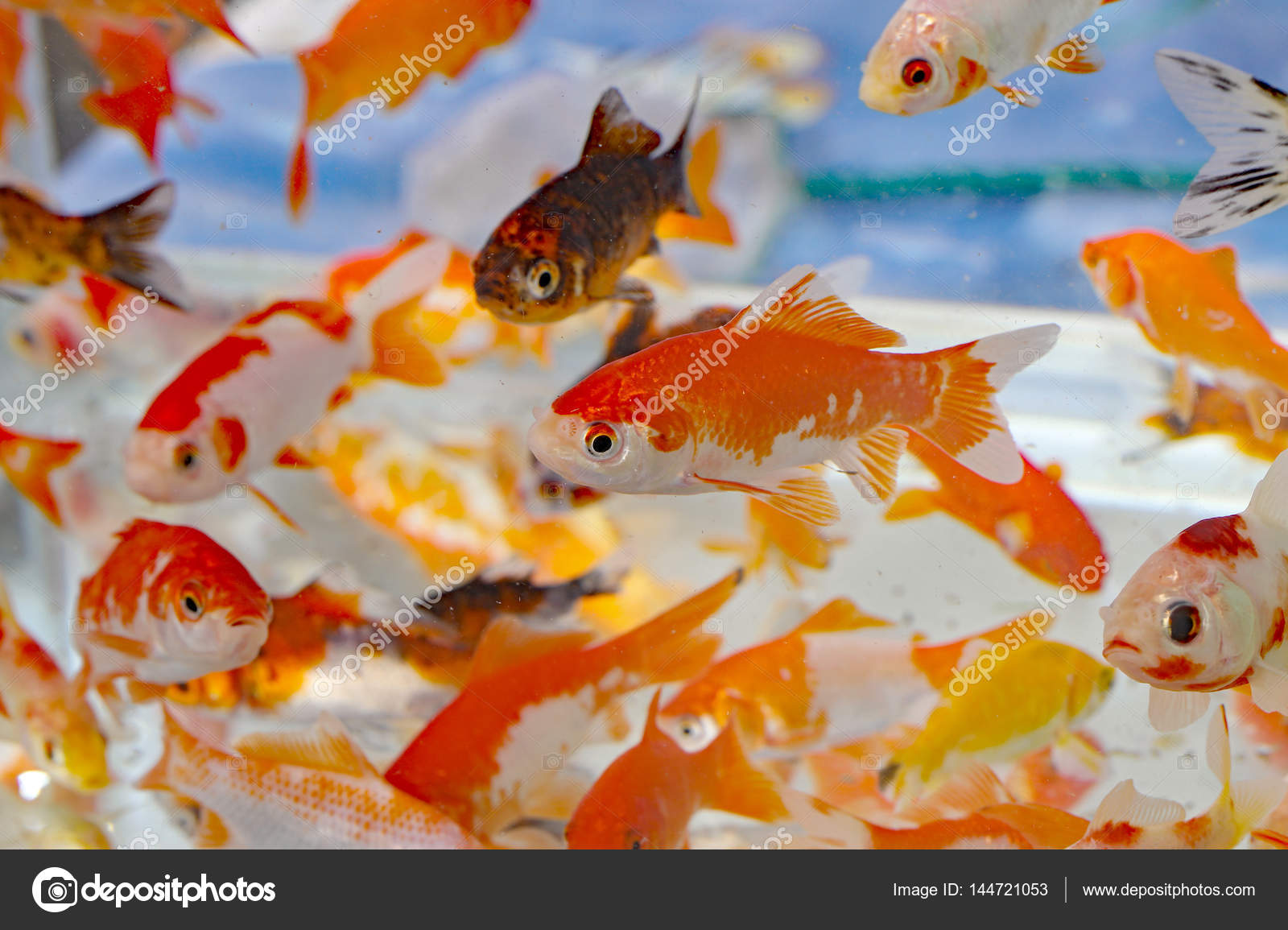 Gold Fish Fish And Pet Shop Near Me Goldfish In The Aquarium Pet