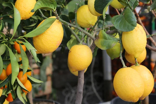 Citronträd med gul mogen frukt — Stockfoto