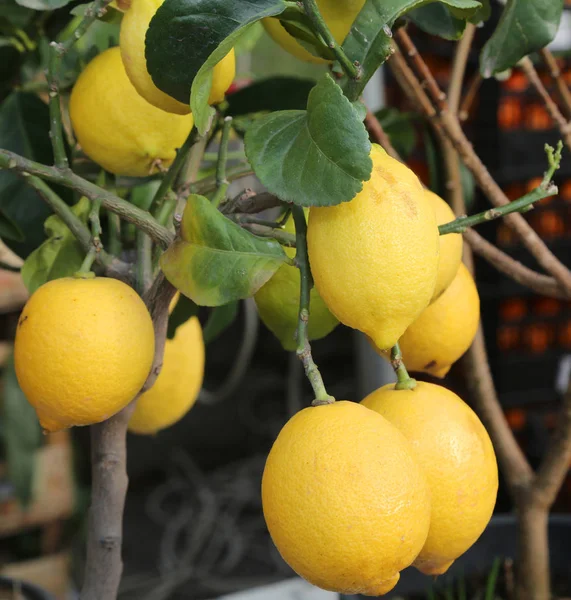 Lemon tree with yellow ripe fruit — Stock Photo, Image