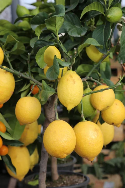 Drzewo cytrynowe z żółtym dojrzałych owoców — Zdjęcie stockowe