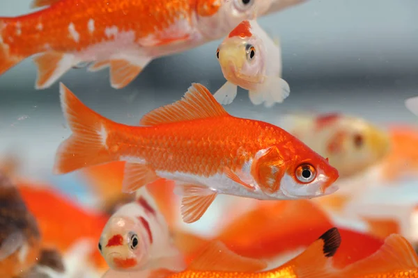 Goldfish in the aquarium pet shop — Stock Photo, Image