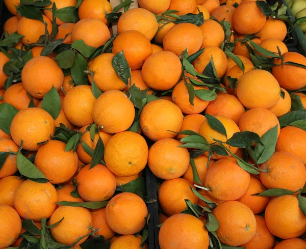 Oranges with leaf after the harvest — Stock Photo, Image