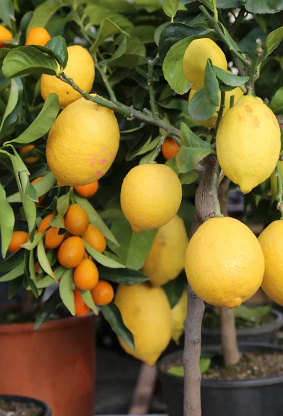 Лимонное дерево с желтыми спелыми фруктами — стоковое фото