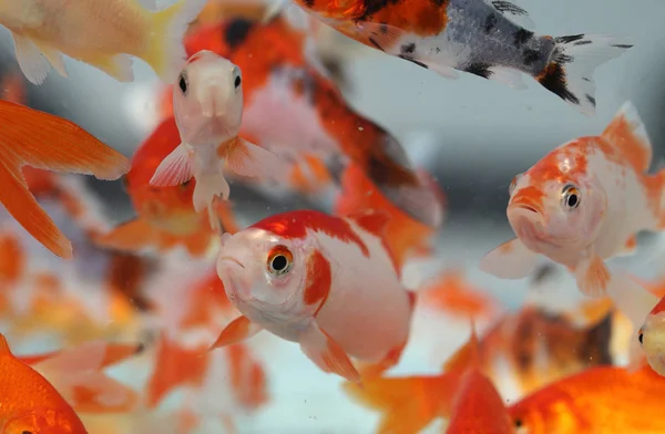 Pesci rossi nel negozio di animali dell'acquario — Foto Stock