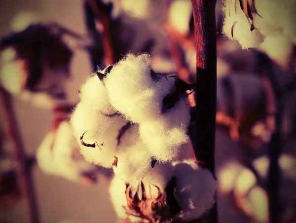 Witte katoenen in de teelt van katoen planten vóór de oogst — Stockfoto