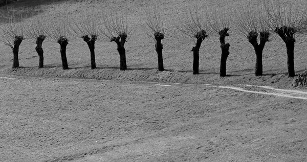 Paisagem com uma fileira de amoreiras na primavera em preto e wh — Fotografia de Stock