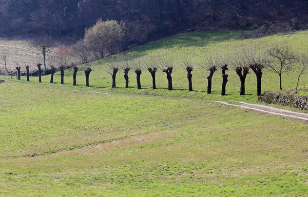 Landschaft mit einer Reihe von Maulbeerbäumen im Frühling und der Wiese — Stockfoto