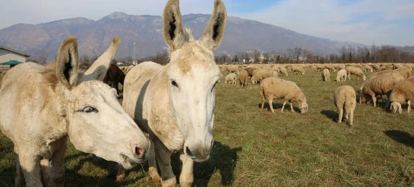 donkeys with long ears in the middle of the sheep herd