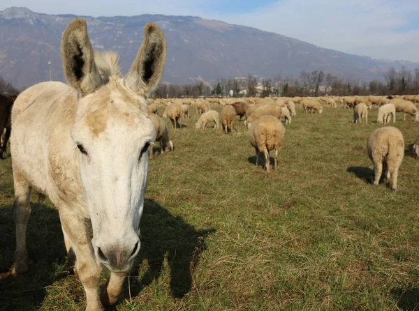 donkeys with long ears in the middle of the sheep herd
