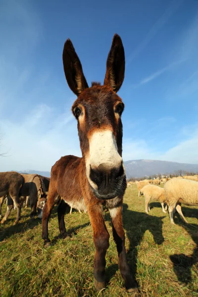 Burro joven con piel marrón pastando con el rebaño de ovejas en th — Foto de Stock