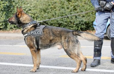Şehrin sokaklarında devriye sırasında Alman çoban polis köpeği