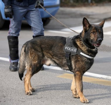Şehrin sokaklarında devriye sırasında Alman çoban polis köpeği