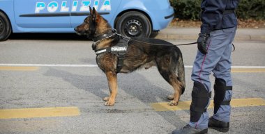 Önce şehrin sokaklarında devriye sırasında İtalyan polis köpeği 