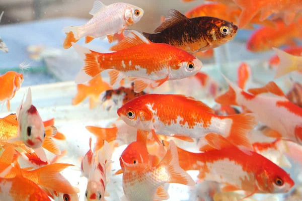 Kultakala akvaarion lemmikkikaupassa — kuvapankkivalokuva