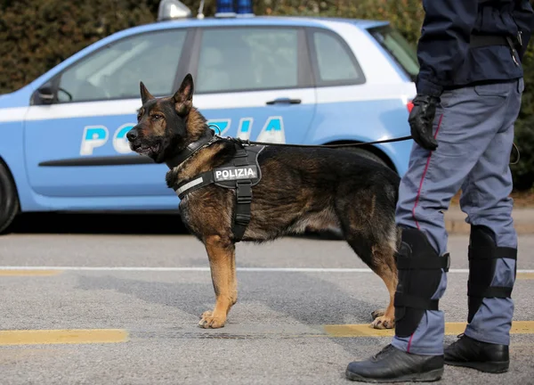 Italian police dog while patrolling the city streets before the — Stock Photo, Image