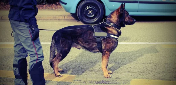 Trained police dog during surveillance along the streets of the — Stock Photo, Image